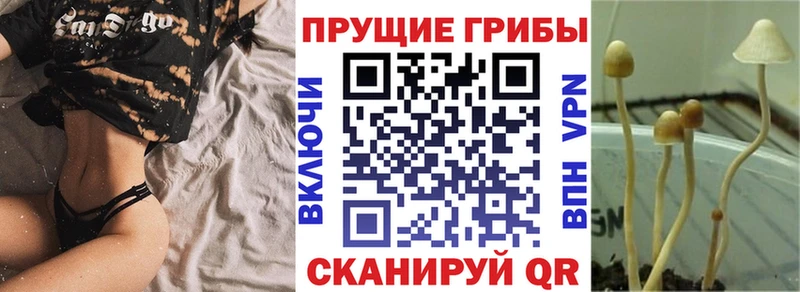Купить закладки  Славск  Галлюциногенные грибы Cubensis 